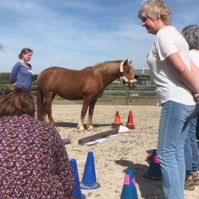 Horses and systemic coaching
